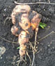 2012 год - чудо морковка