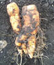2012 год - чудо морковка