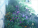 сентябрь 2012 - Красота наших садов