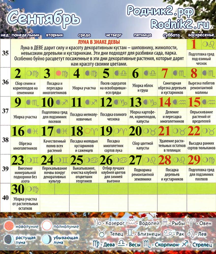 Посевной календарь цветовода на 2024 год